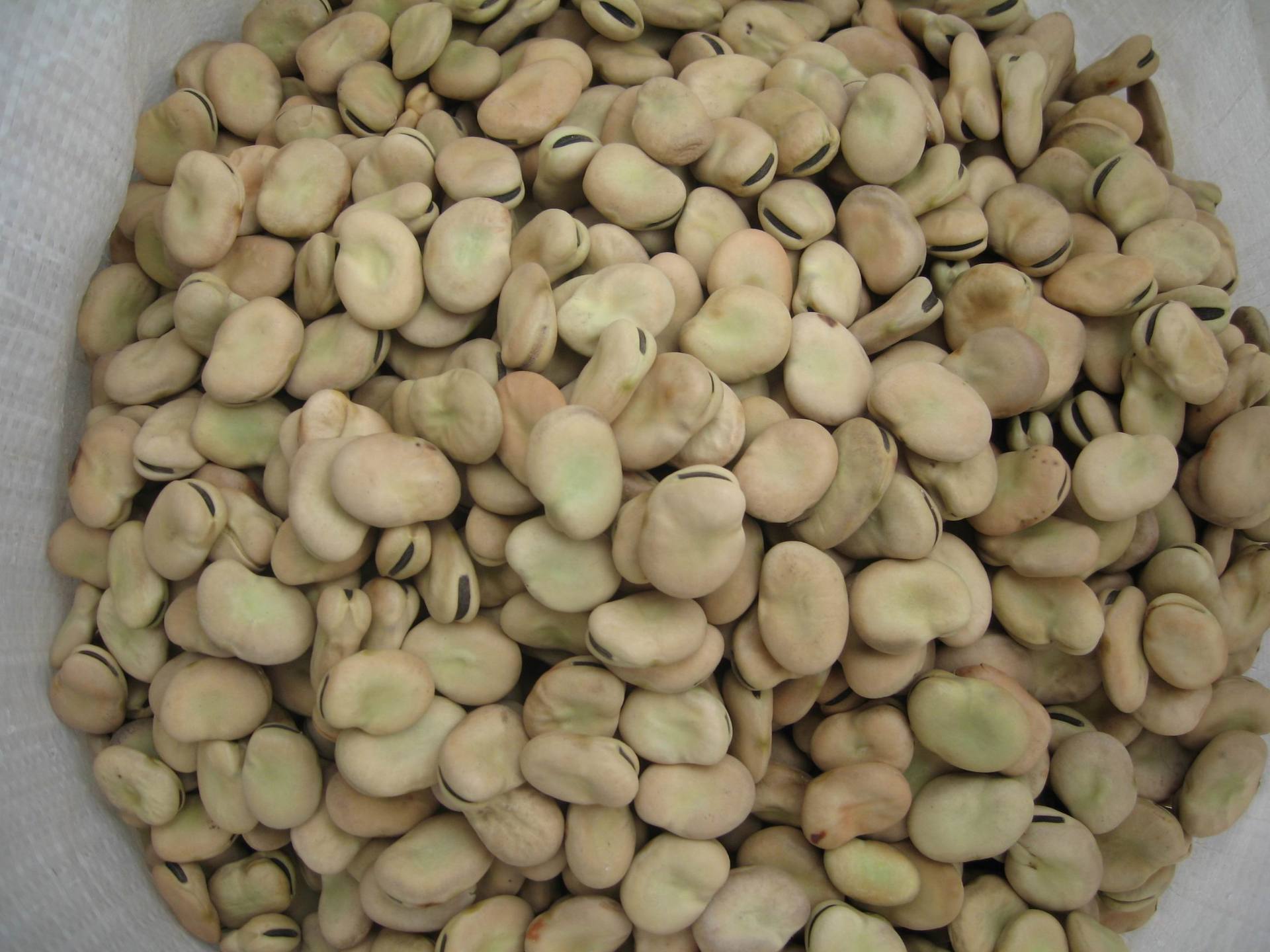 长期供应 出口级蚕豆 蚕豆出口 欢迎咨询