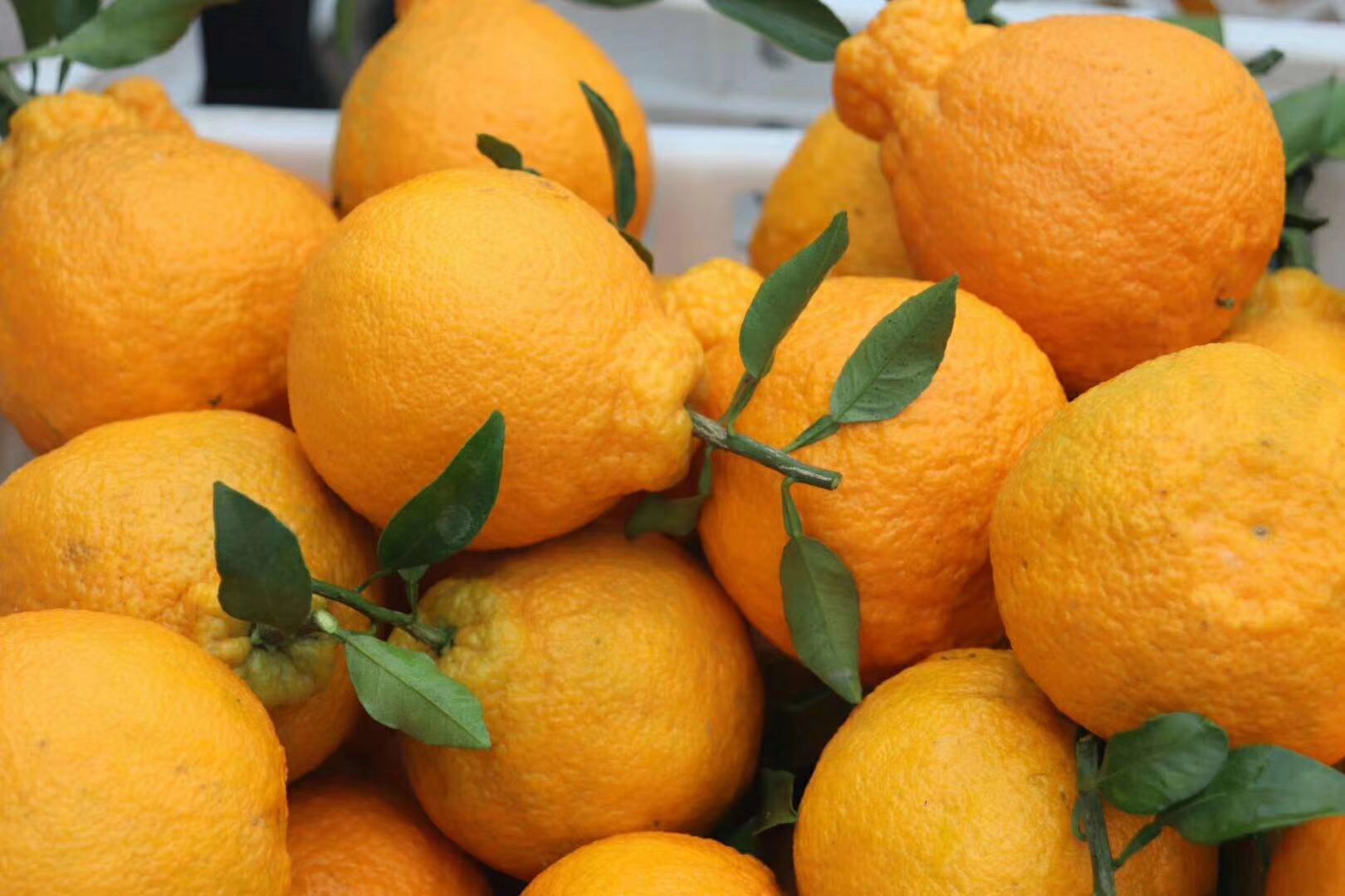 四川 不知火丑橘 耙耙柑 组合 柑橘 新鲜水果 一件代发 电商爆款