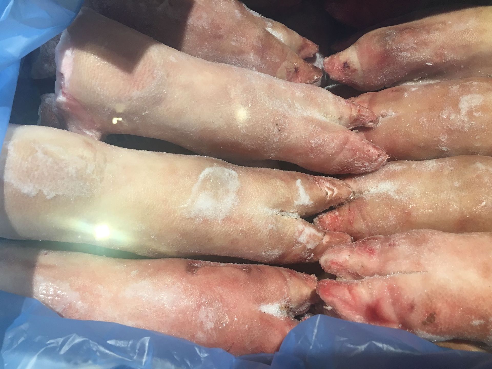 精品猪副 猪前脚 20斤 批量销售 量大从优