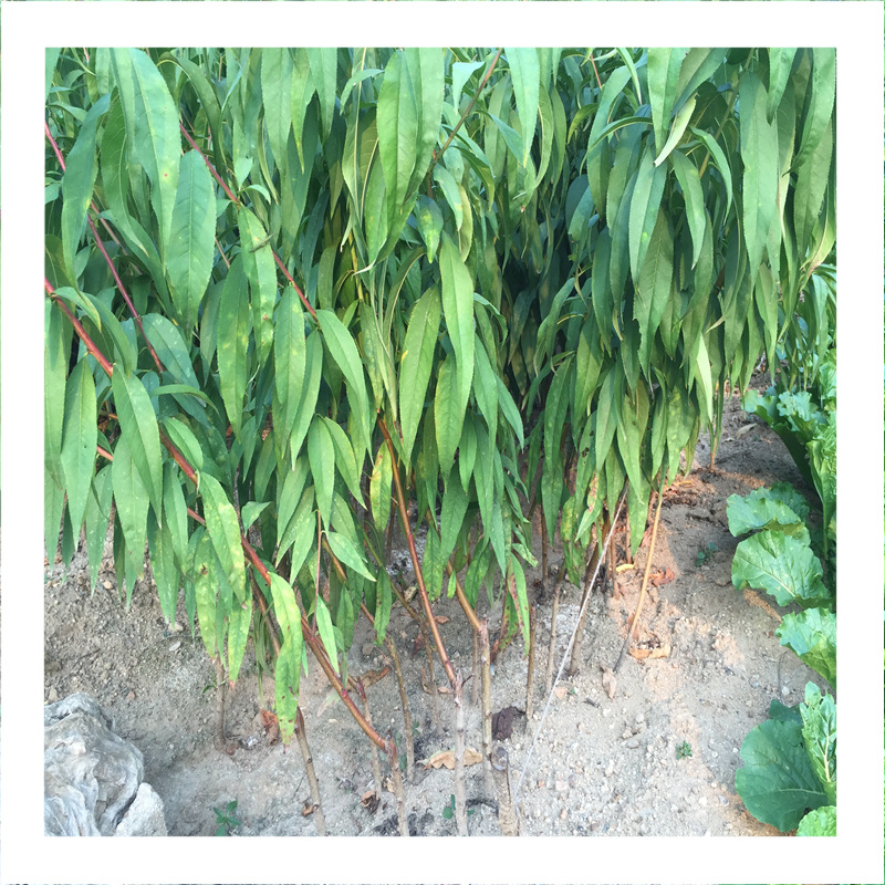 新品种中华寿桃苗 中华寿桃图片 中华寿桃价格