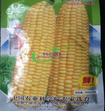 品糯28 甜糯玉米种子100g 香甜软粘 黄色 大产量 春夏播大田