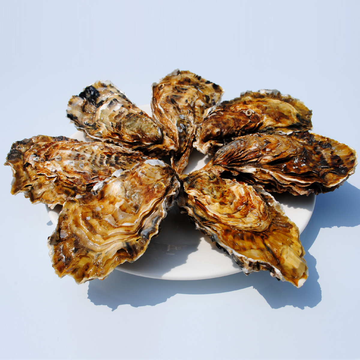 乳山生蚝鲜活三倍体牡蛎新鲜海蛎子肉乳山牡蛎散货3-4两