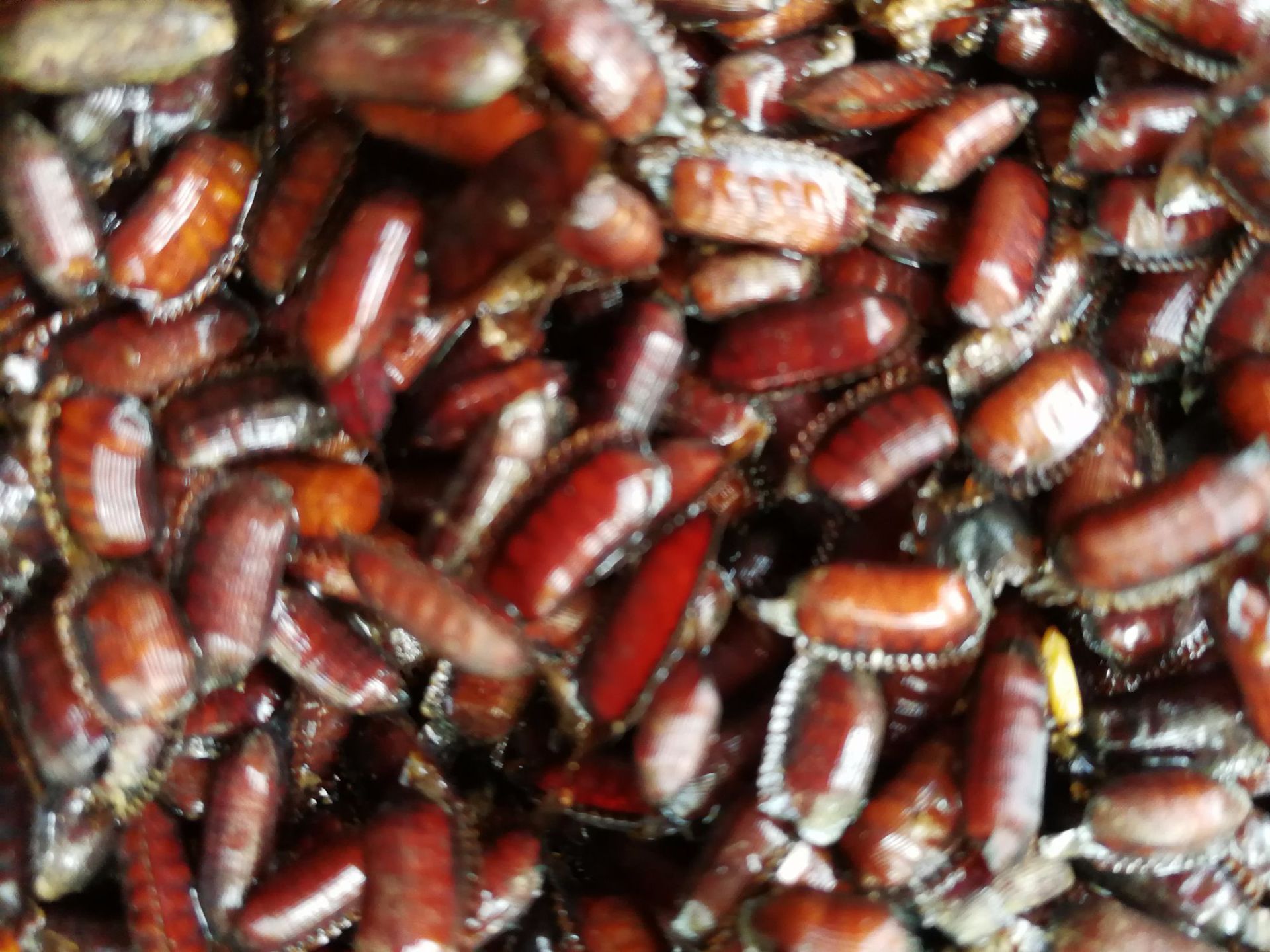 土元卵块地鳖虫土鳖虫卵鞘出虫率高新鲜土元卵种地鳖虫