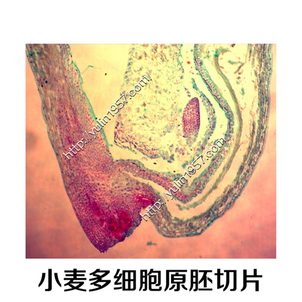 教学切片标本 小麦多细胞原胚切片 实验器材 生物玻片标本