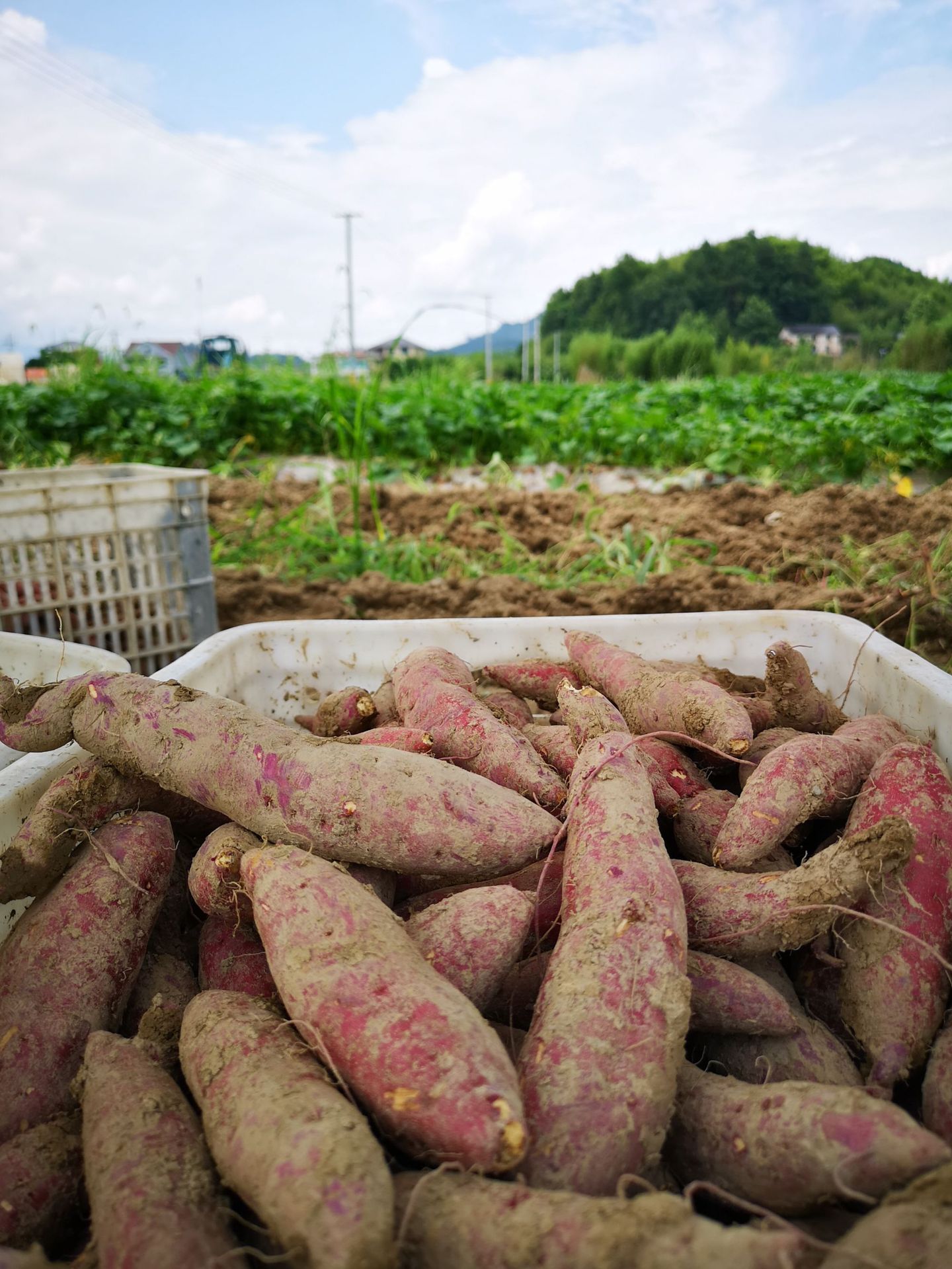 煲粥:把甘薯切成小丁,加点糯米,加水一起熬粥,吃的时候加一点白糖