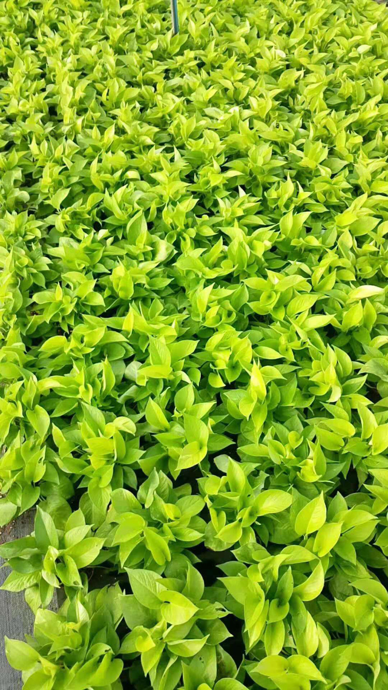 【基地直销】观叶植物小盆栽室内吸甲醛桌面绿化墙花卉 90#黄金葛