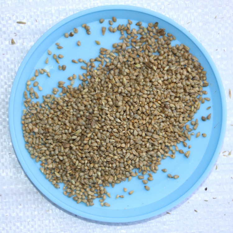 基地直销牧草种子 狼尾草种子 台湾甜象草种子 产量高