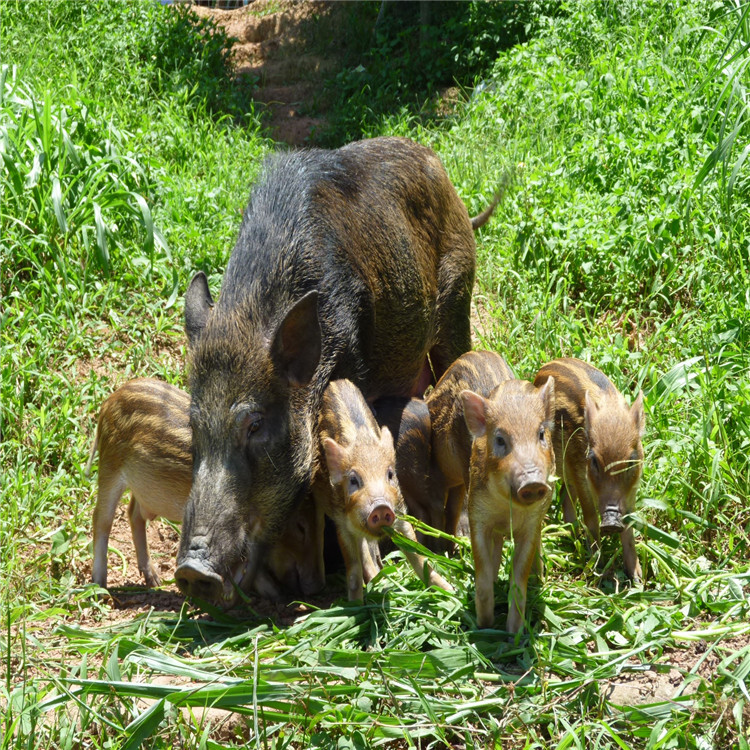 今日野猪崽价格行情走势 野猪种苗价格多少钱一只耐粗饲 适应性强