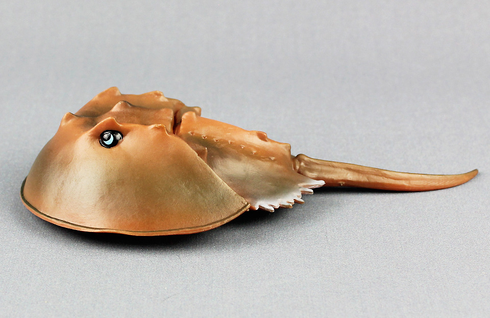 新款鲎仿真海洋生物海洋动物模型塑料海底动物儿童地摊玩具认知