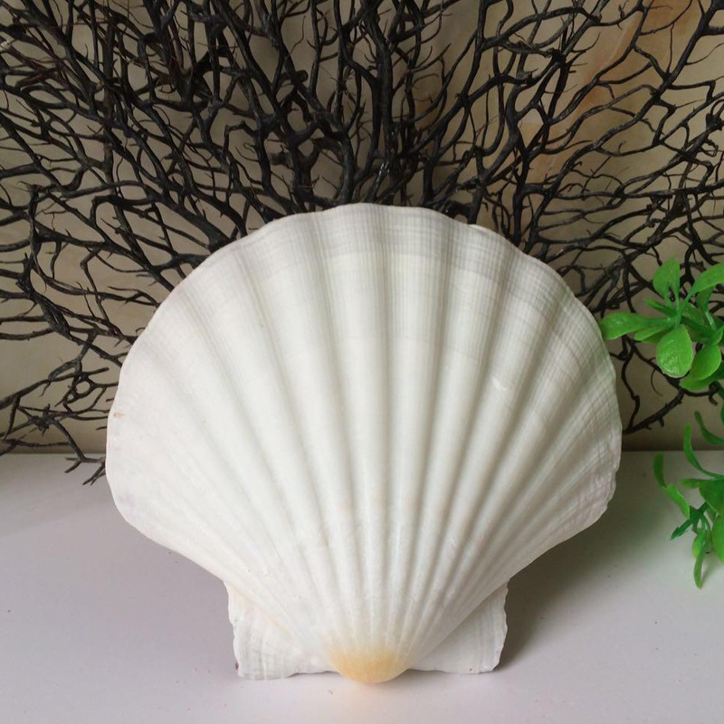 天然白色扇贝 大号贝壳 家居装饰地台鱼缸造景diy装饰 单片