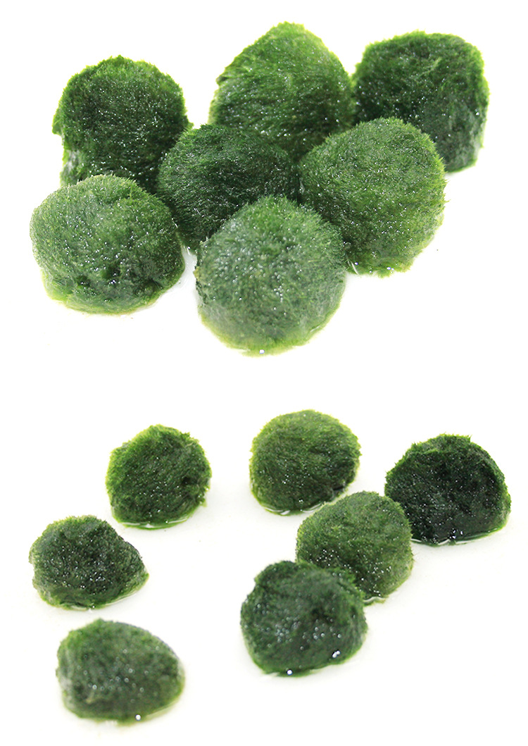 绿藻球活体水草淡水迷你水藻球鱼缸水族造景装饰海藻球一件代发