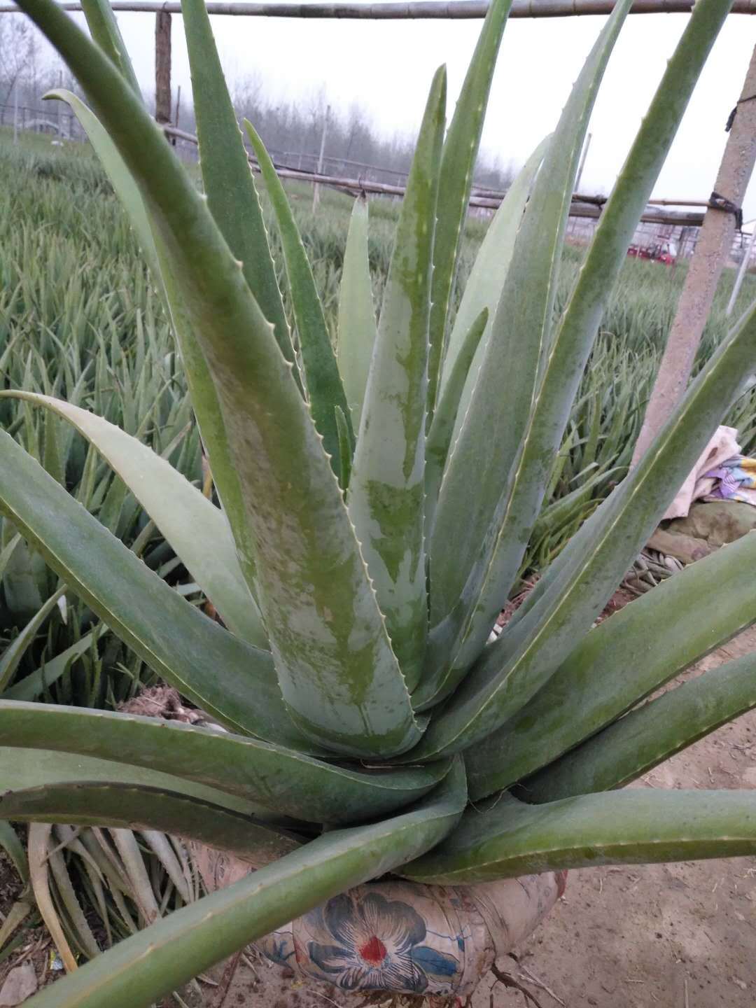 库拉索芦荟图片_木立芦荟图片 - 随意云