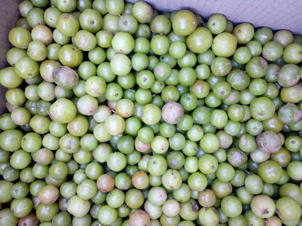 云南高原特产大深山的野生橄榄