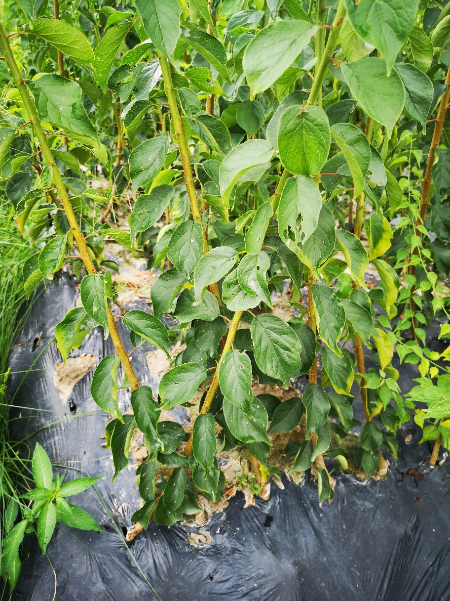 看看我今年青梅苗