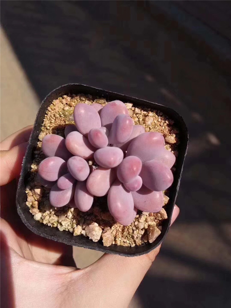 963精品多肉阳台品种批发 水光针桃蛋3头 品相美裸根发包邮多肉