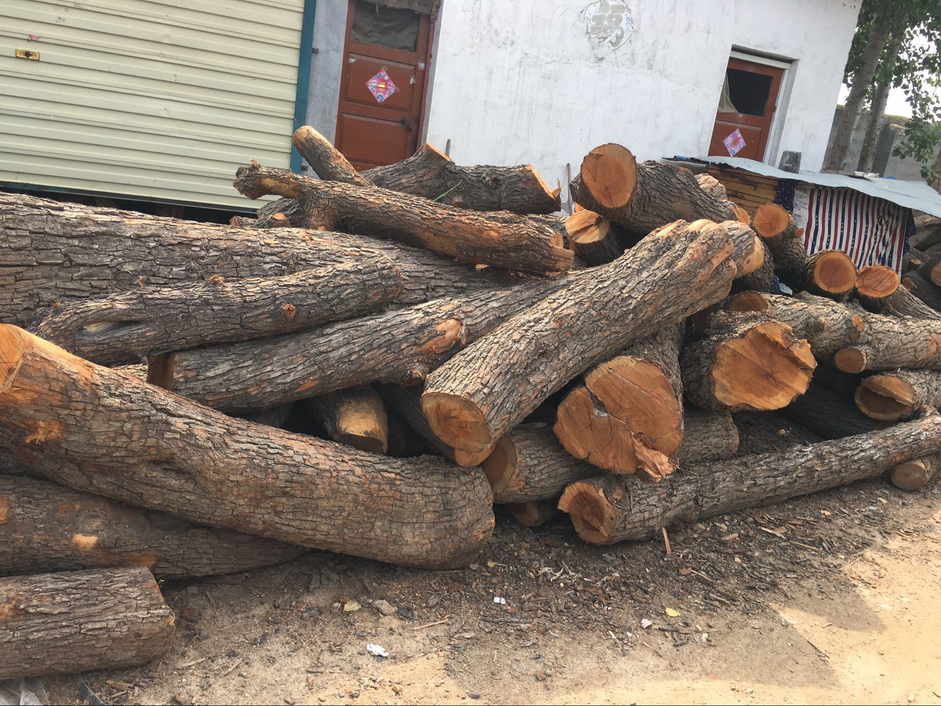 启林 大量供应 枣木原木木材 大径杜梨木厂家直销