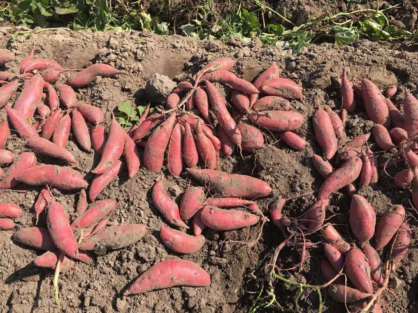 广西特产杂粮红薯沙地红姑娘木瓜红香蜜薯超香粉糯5斤8斤装源产地