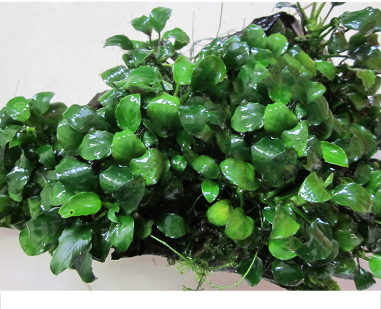 迷你小水榕活体水草鱼缸装饰懒人好养新手植物淡水四季真水草批发