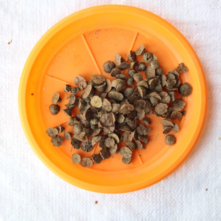 批发林木种子 马甲子种子 品质 发芽率高 量大优惠 价格从优