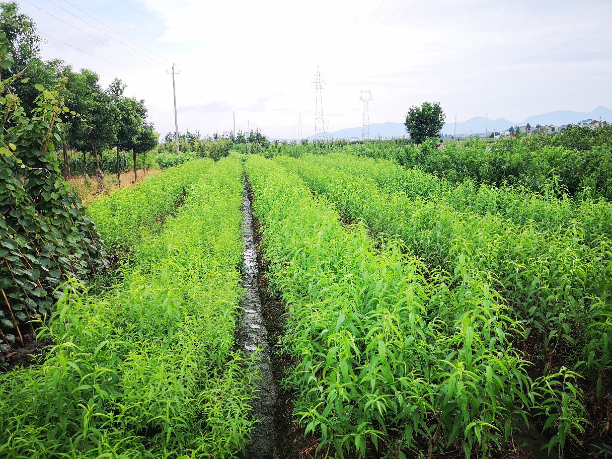 看看我今年青梅苗