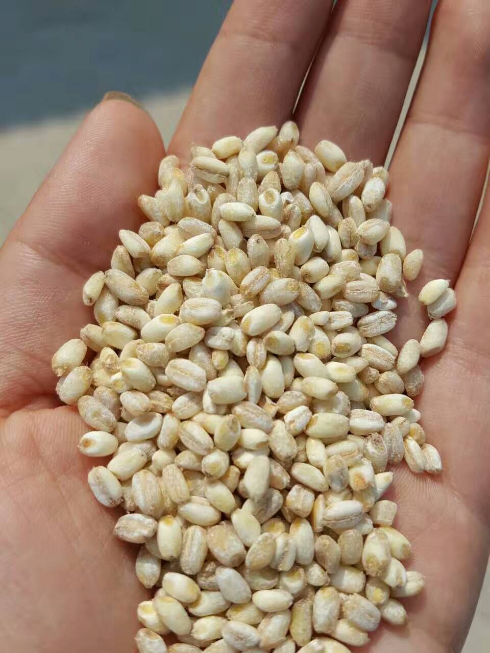 八宝粥,八宝米,小麦仁粥,早餐粥酿酒,麦通豫北小麦仁爆花麦仁