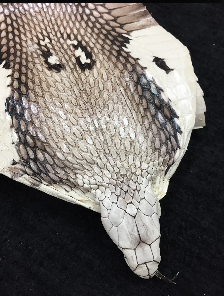 【未然海】带头眼镜蛇皮稀有皮真皮手工diy腰带高档包包定制用