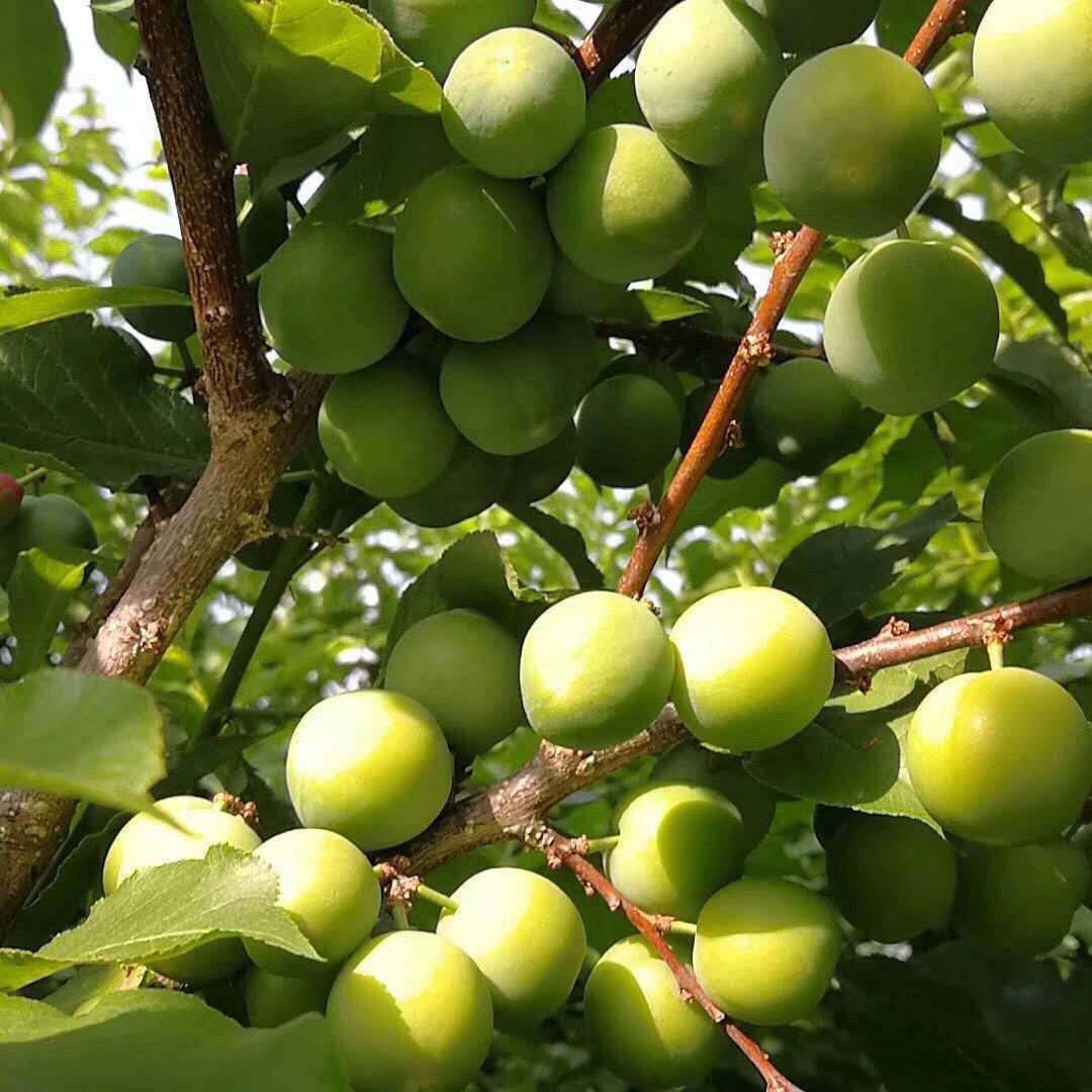 福建新鲜李子 三月李 早青李 现摘酸甜脆 5斤大果包邮