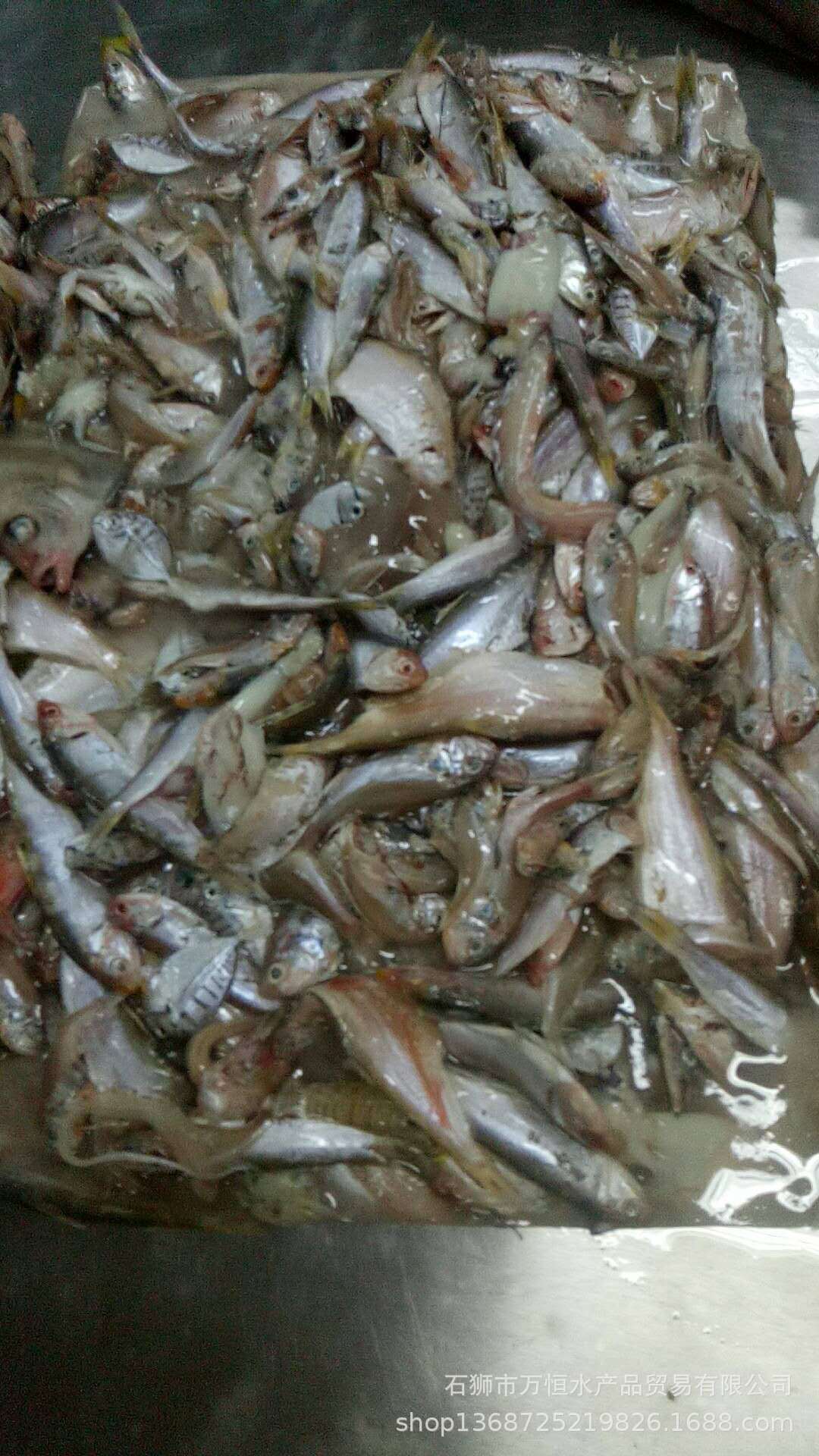 万恒水产供应冷冻白只 杂鱼 饲料鱼 7公斤一件 喂螃蟹 喂黄花