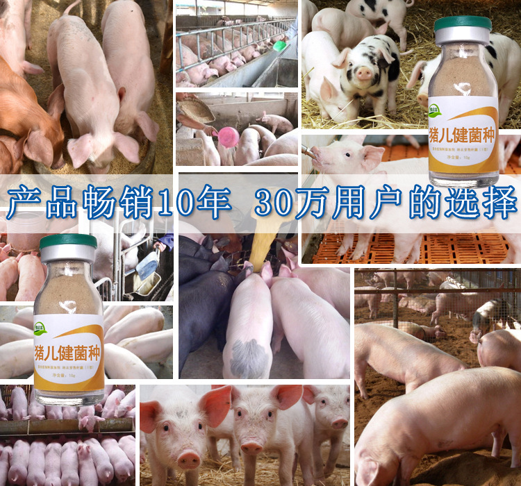 (使用前先将猪儿健菌种(猪用促长剂)激活成10公斤菌液.