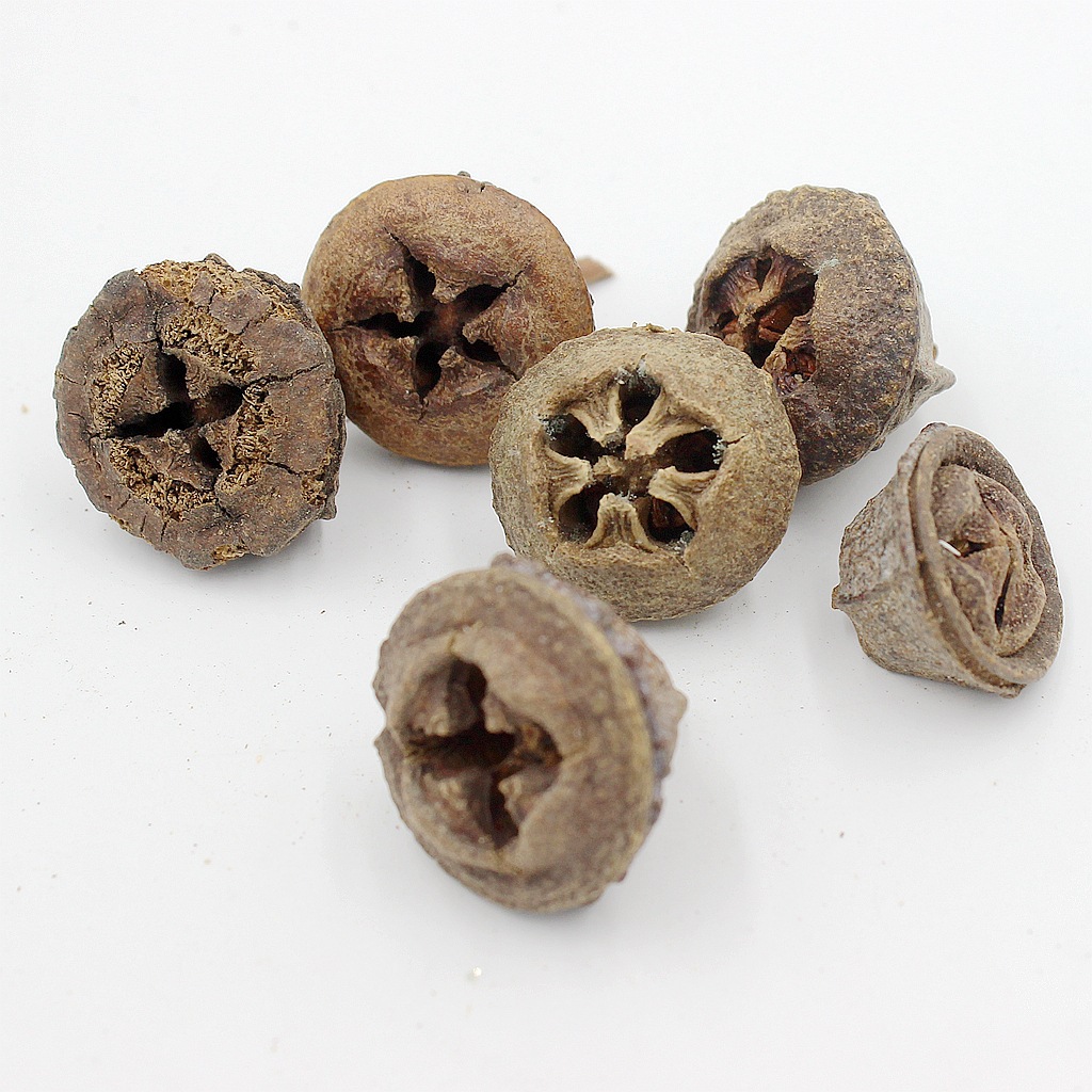 【十字钟果】纯天然永生干花果实 手工圣诞花圈婚礼花环装饰材料