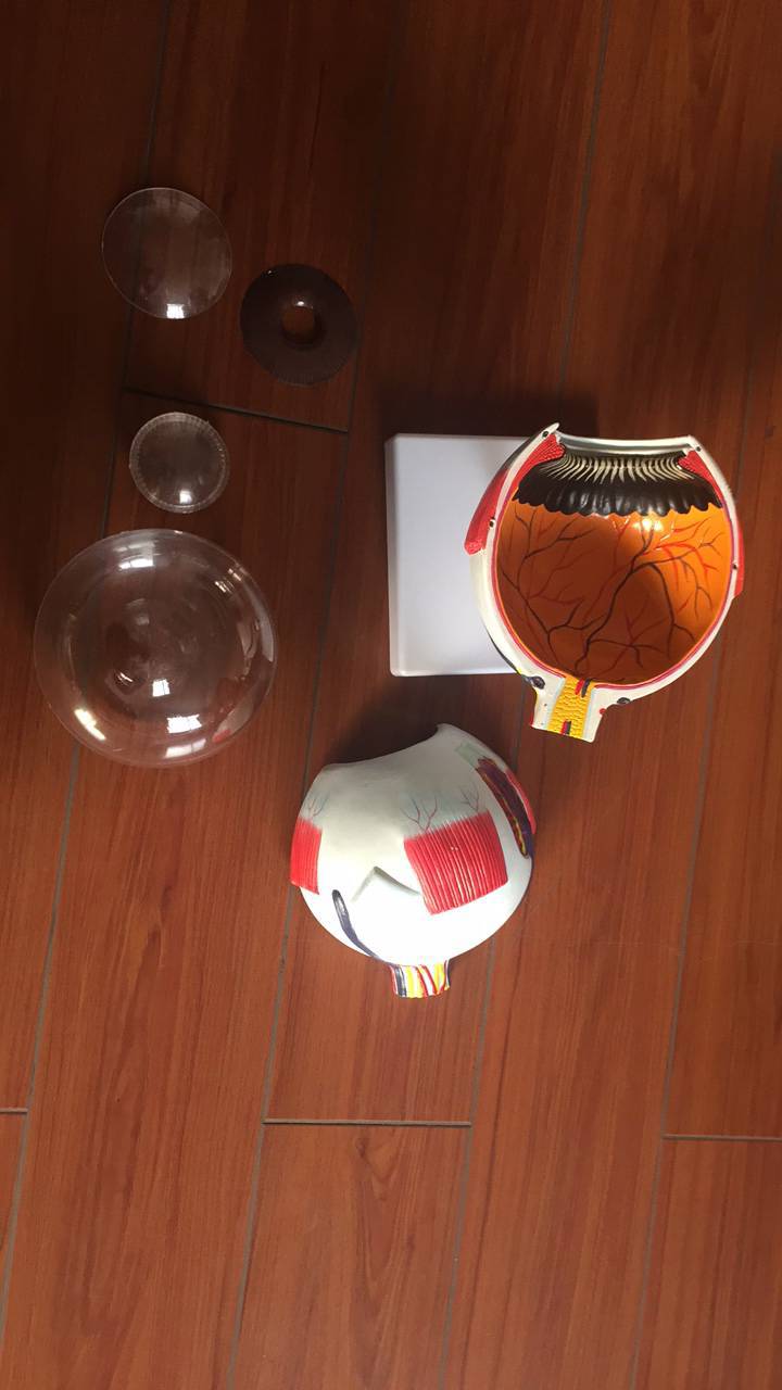 眼球模型 教学模型 3d眼球模型