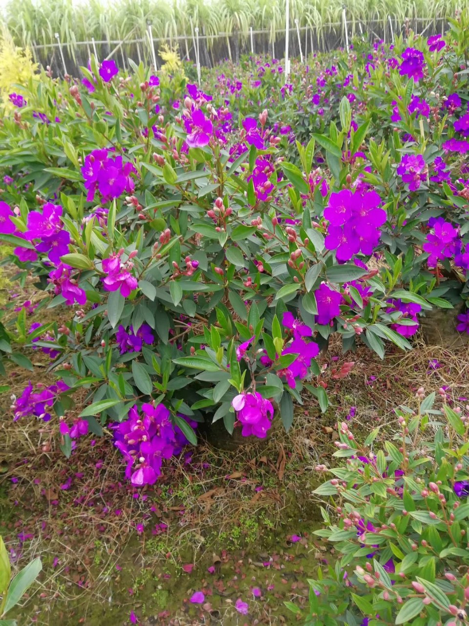 基地批发供应角茎野牡丹112米高袋苗花灌木花海