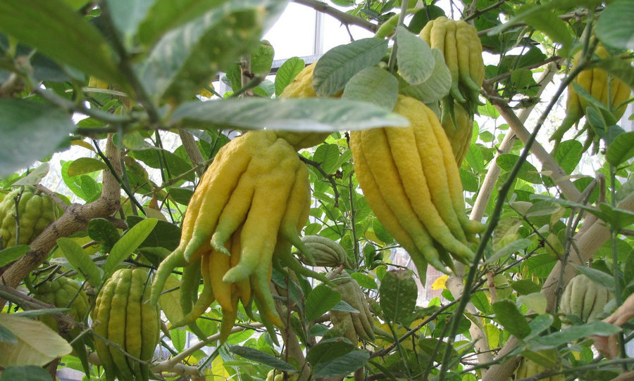 批发佛手广佛手 干佛手片 佛手粉 佛手干