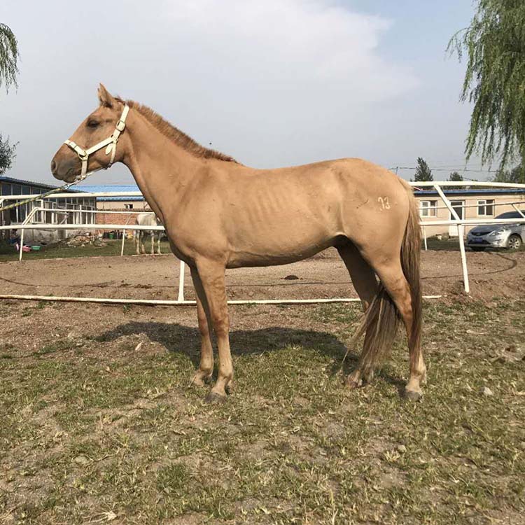 哪里有卖骑乘马的 蒙古马 伊犁马 三河马 河曲马 草原马