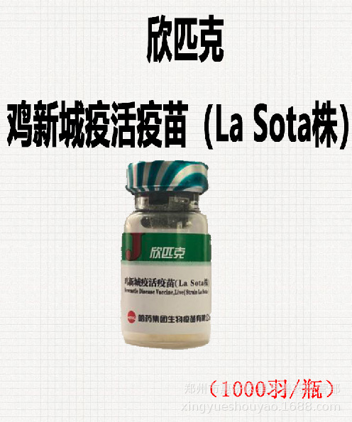 哈药欣匹克鸡新城疫活疫苗鸡瘟疫苗小鸡疫苗鸽子新城疫四系一瓶价