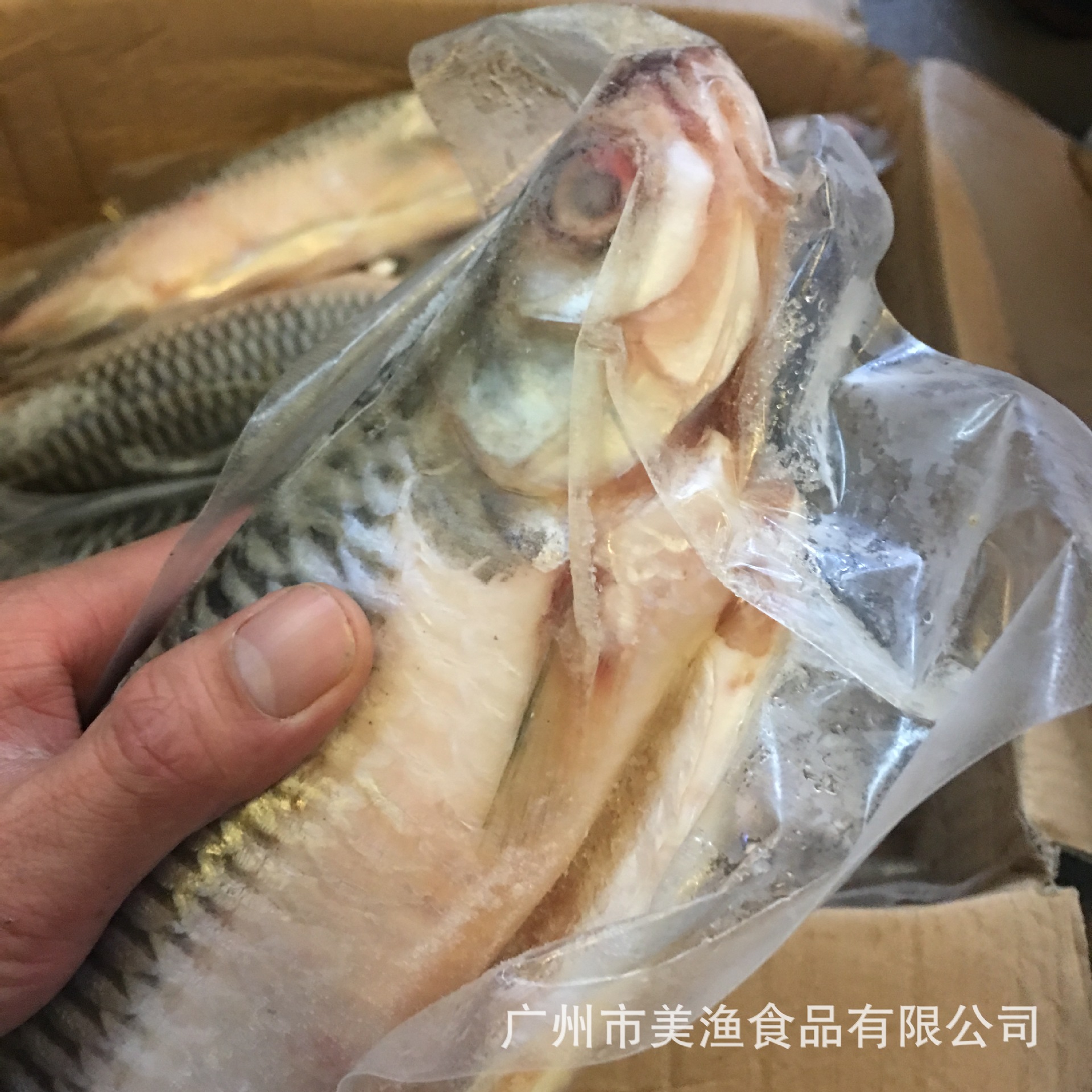 皇帝鱼 整鱼 忘不了鱼 淡水鱼 忘不了鱼 酒店餐饮常用 1.9-2斤/条
