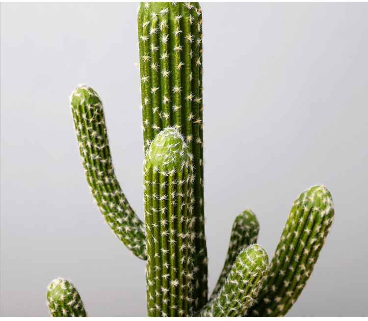 qh-仙人掌-茶柱_15.jpg