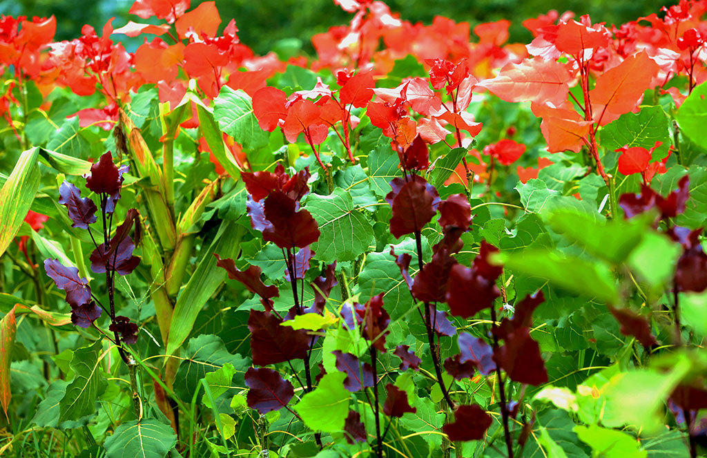 无絮多彩冠红杨将打破中国传统杨树市场