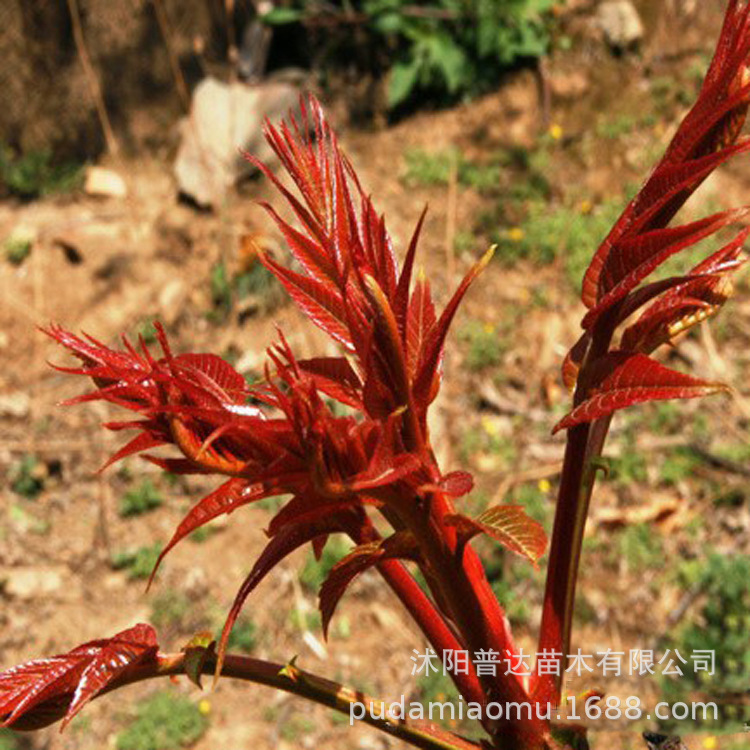 园林果树-香椿苗红油香椿树苗果树苗盆栽南北方红头苗