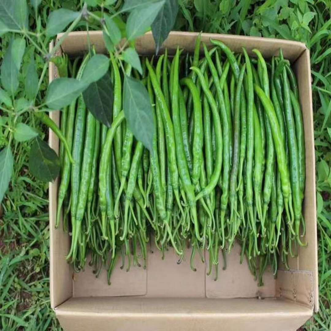 云南露天山地青辣椒1斤/3斤/5斤 中辣