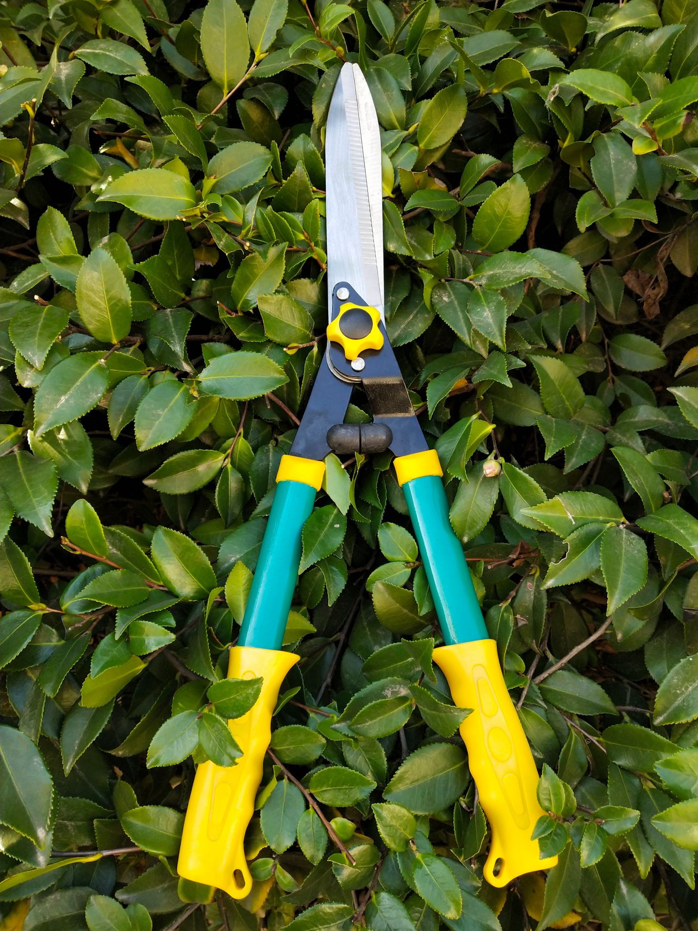 厂家直销高质量园林剪整篱剪篱笆剪花园剪整枝剪园艺剪