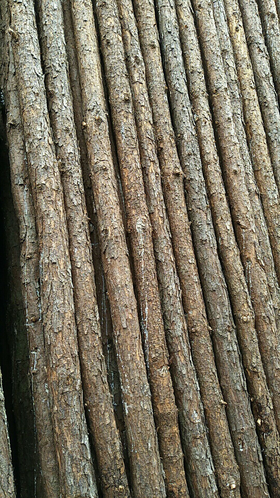 东莞广州深圳惠州景观绿化工程松木桩驳岸桩防汛木桩河道木桩