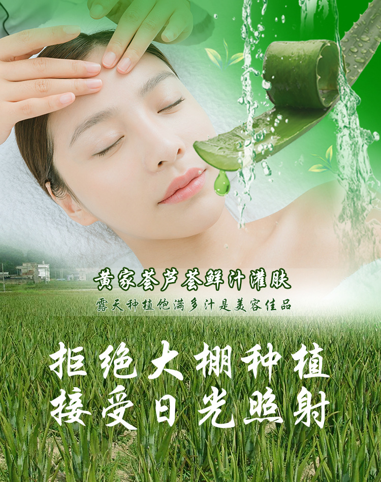 美国库拉索芦荟美容院芦荟灌肤花卉盆栽食用新鲜室内大芦荟植物