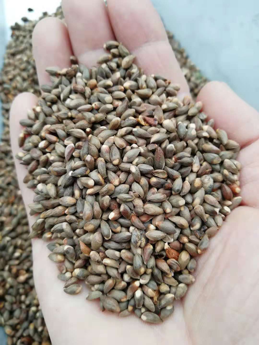 批发山松籽松柏籽  侧柏种子扁柏 造林松树种子