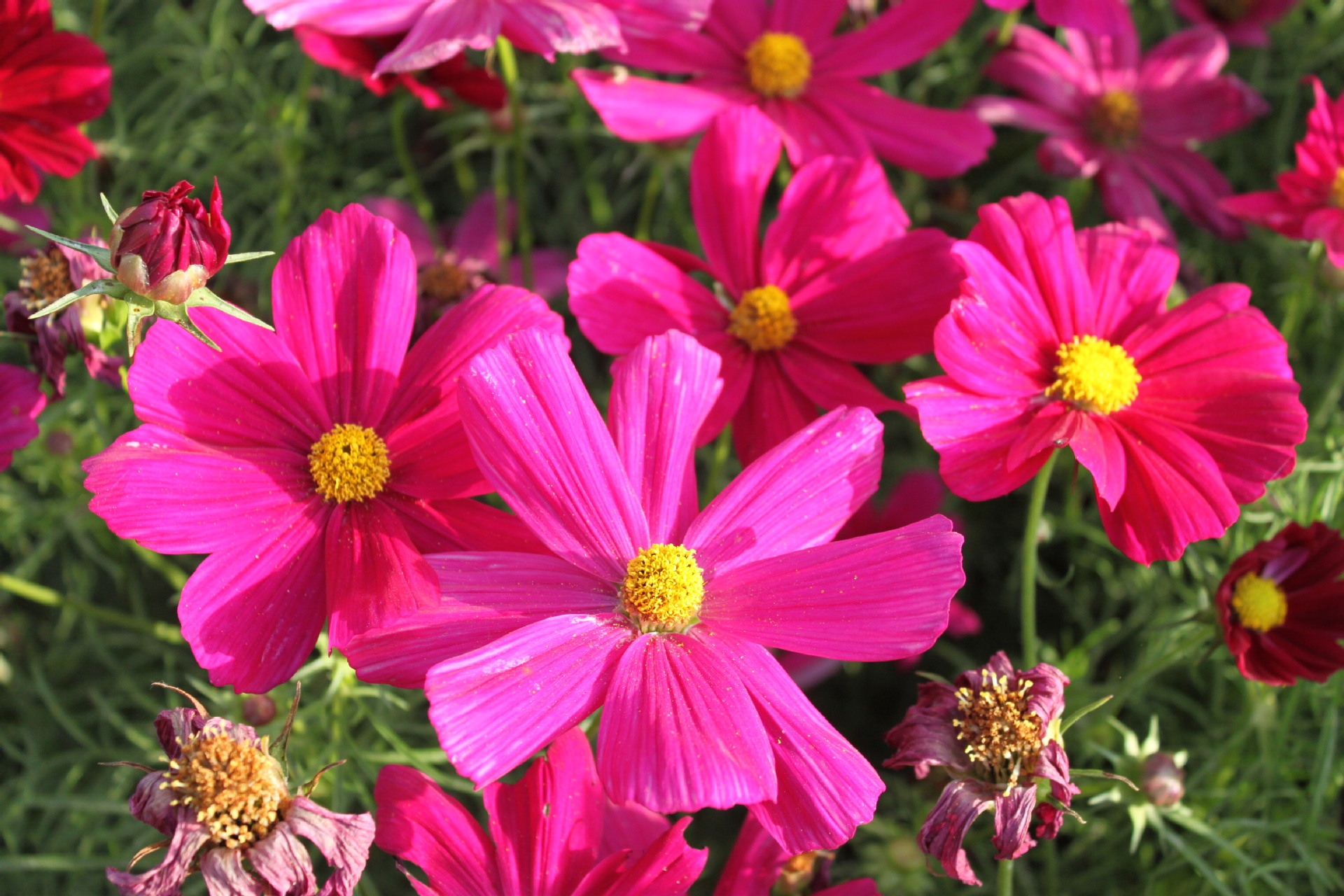 厂家供应 混色波斯菊 盆栽花种子 四季种植花种