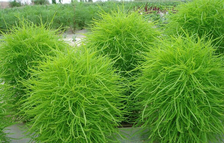 红地肤种子绿地肤花籽花海阳台盆栽植庭院植物观叶花卉种子