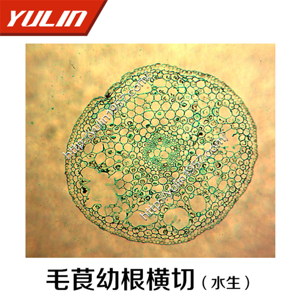 高教专用生物切片标本 毛茛幼根横切(水生) 光学玻璃材质