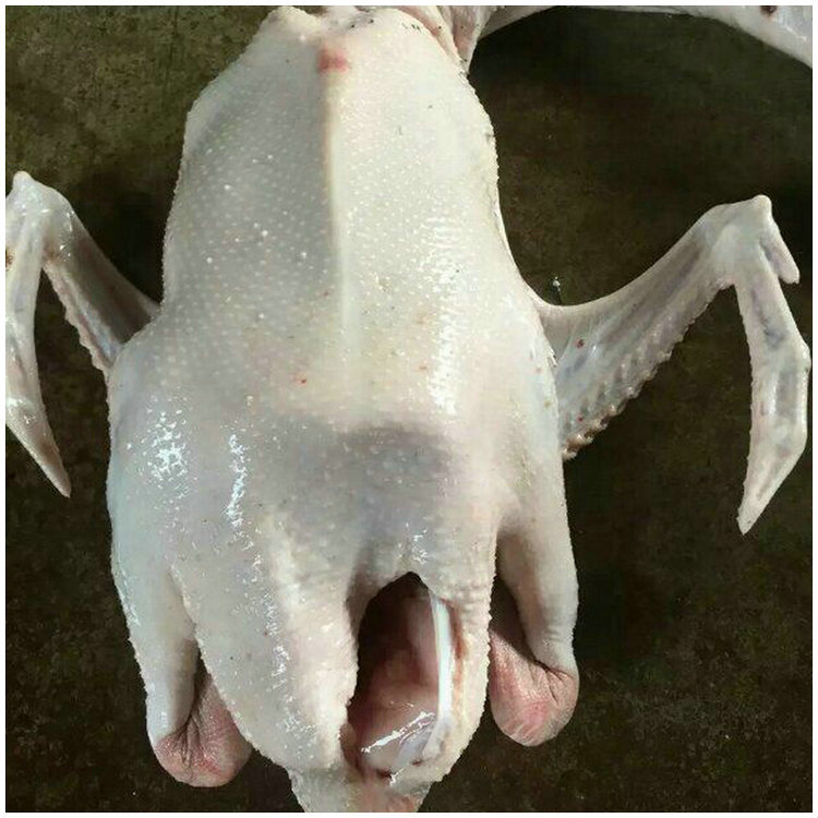 直销养殖120天正品狮头鹅净重7-12斤 可制白切鹅卤鹅