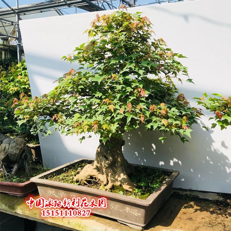 高档精品三角枫盆景树桩 三角枫老桩熟桩下山桩 私家花园别墅种植