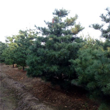 批发销售华山松树苗常年出售现挖现卖  山东泰安华山松基地主产区